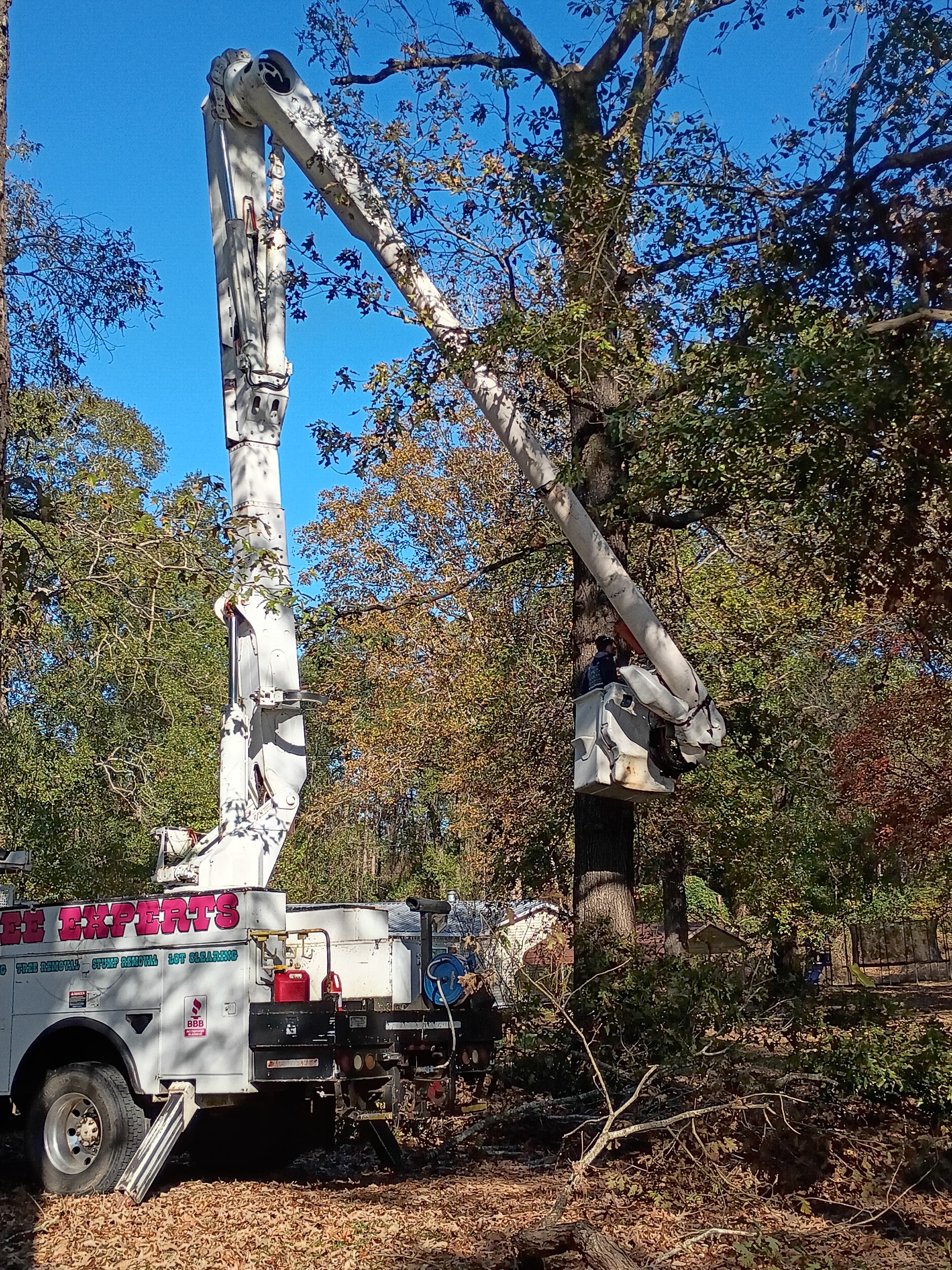 Arborist work