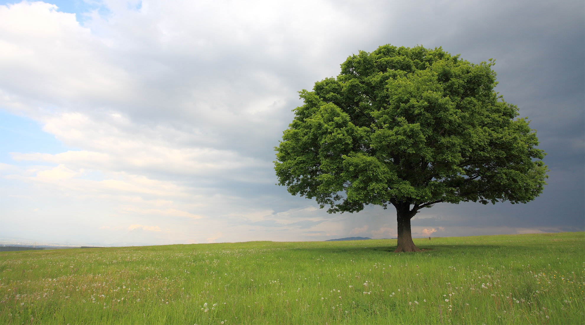 Best Tree Experts