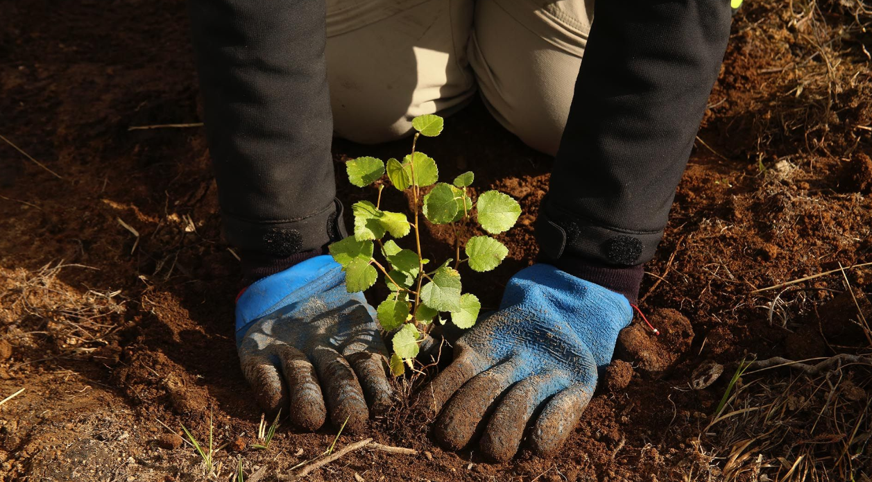 Tree Planting